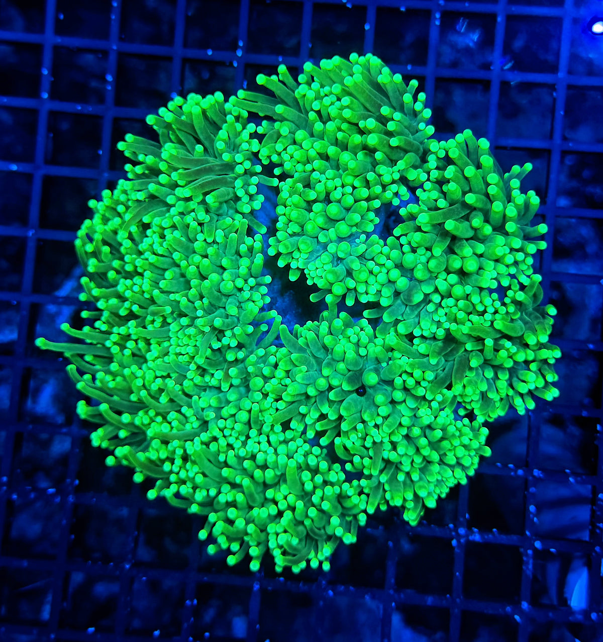 Toxic green cuttable 4-8+ heads colony