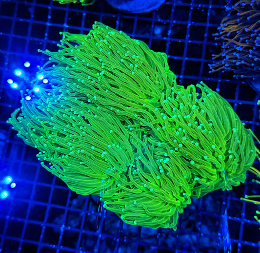 Indo green cuttable 4-8+ heads colony