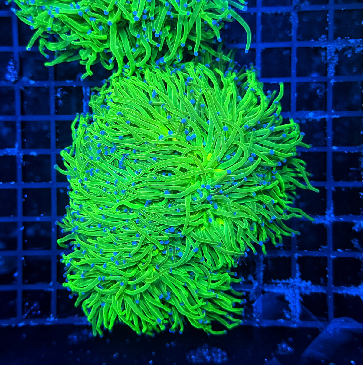 Indo green cuttable 4-8+ heads colony