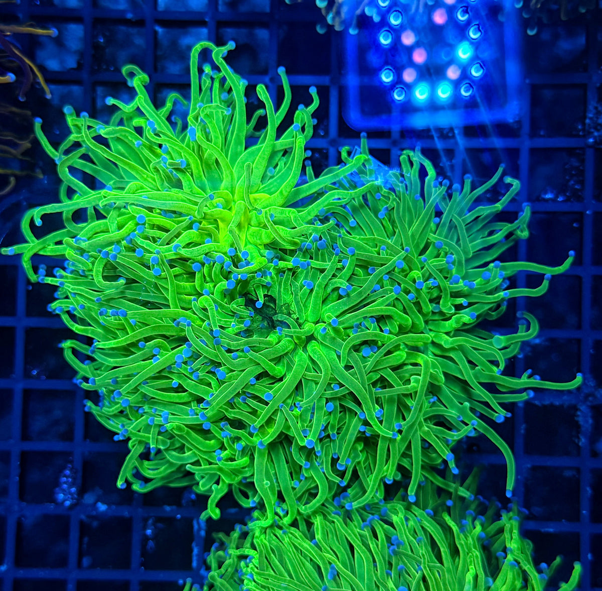 Indo green cuttable 4-8+ heads colony