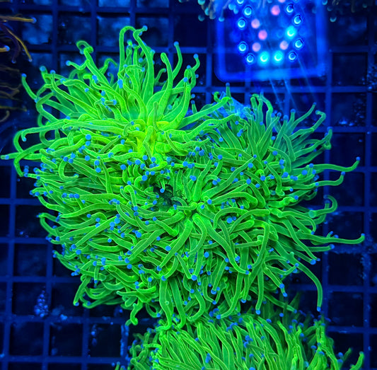 Indo green cuttable 4-8+ heads colony