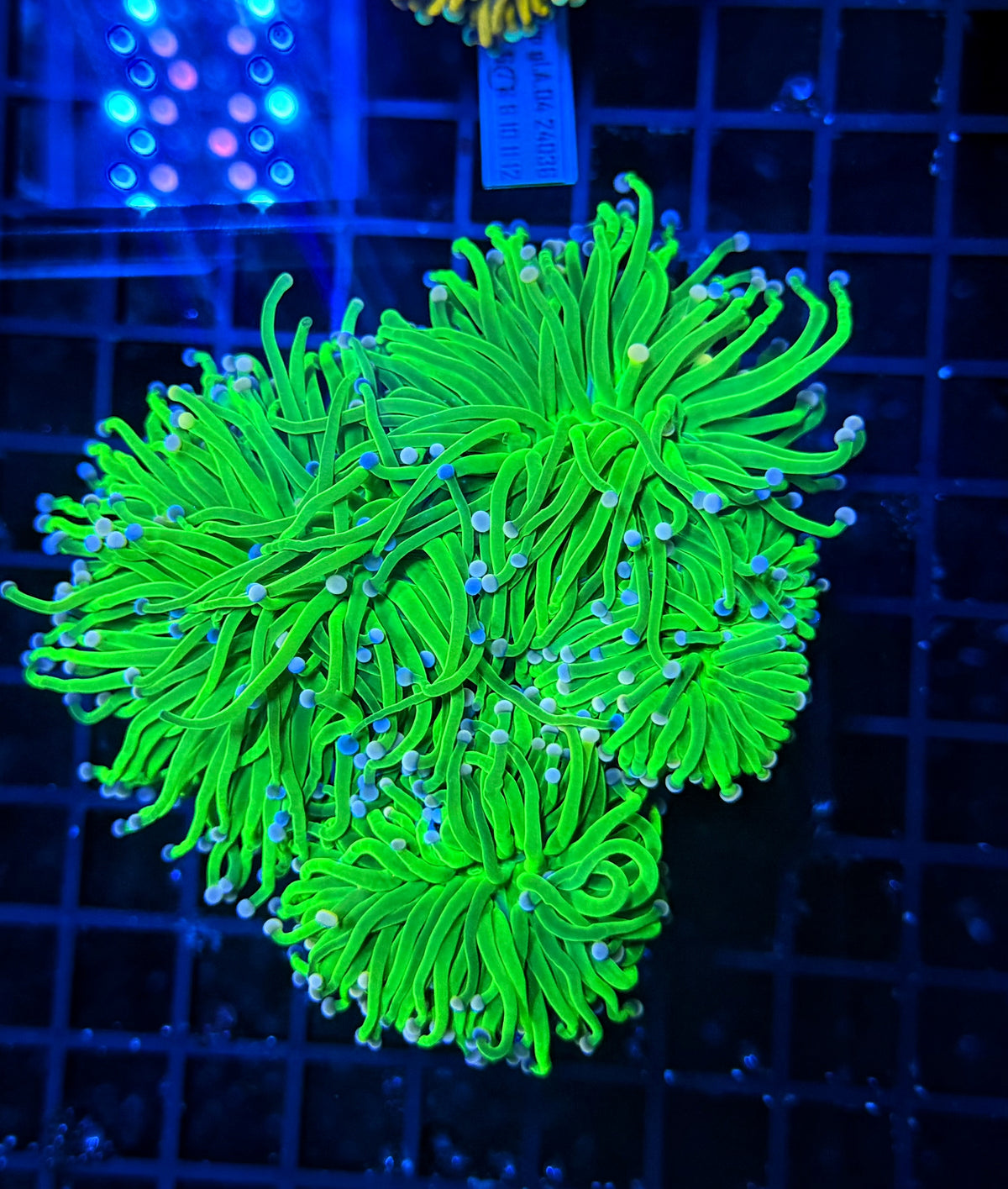 Indo green cuttable 4-8+ heads colony