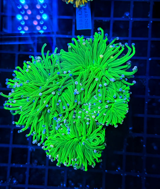 Indo green cuttable 4-8+ heads colony