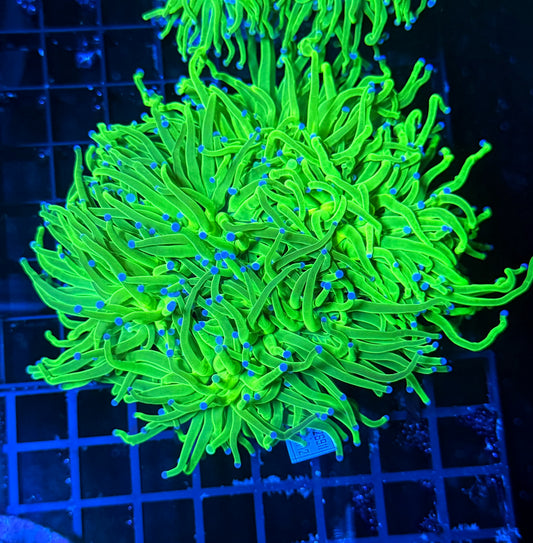 Indo green cuttable 4-8+ heads colony