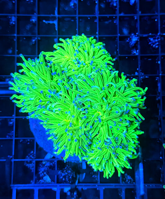 Indo green cuttable 4-8+ heads colony