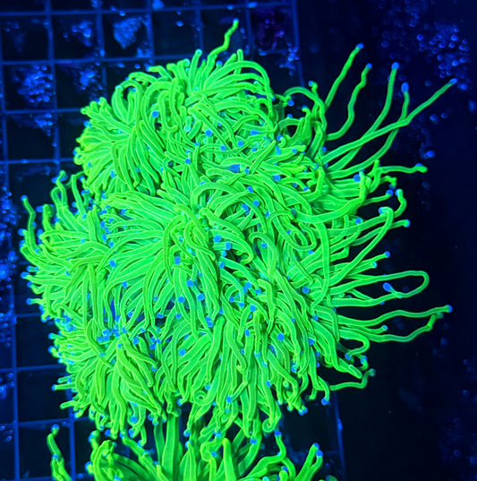 Indo green cuttable 4-8+ heads colony