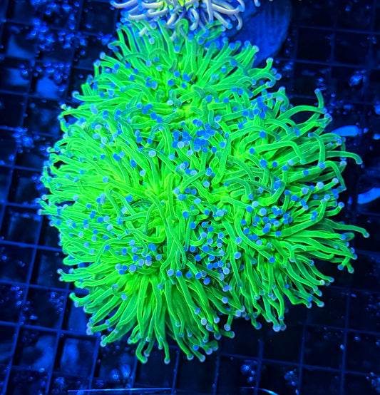 Indo green cuttable 4-8+ heads colony