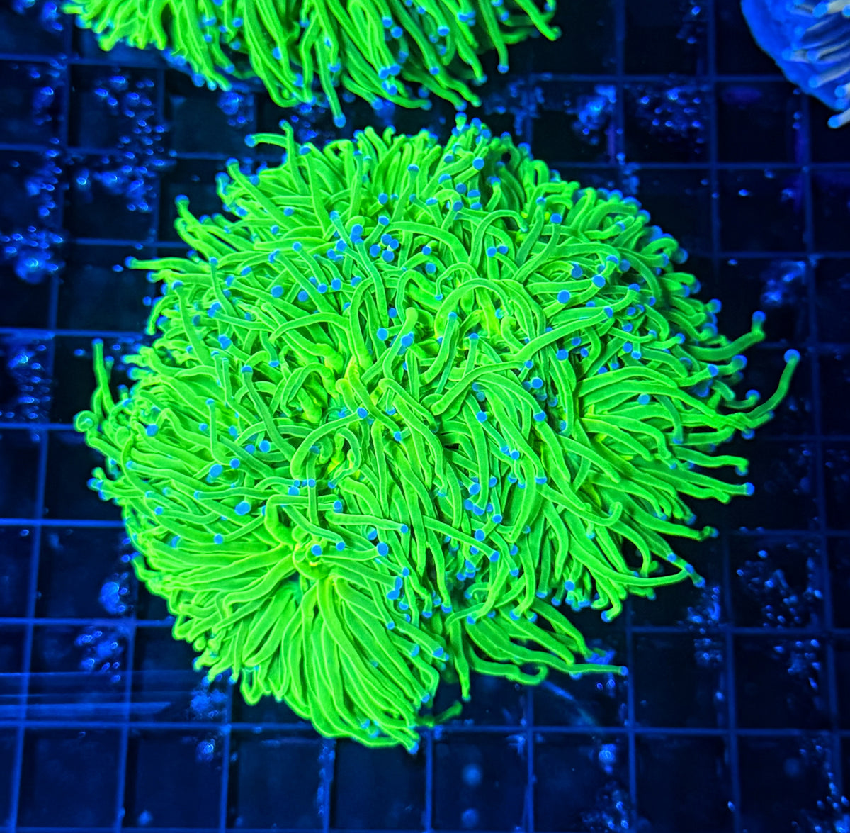 Indo green cuttable 4-8+ heads colony