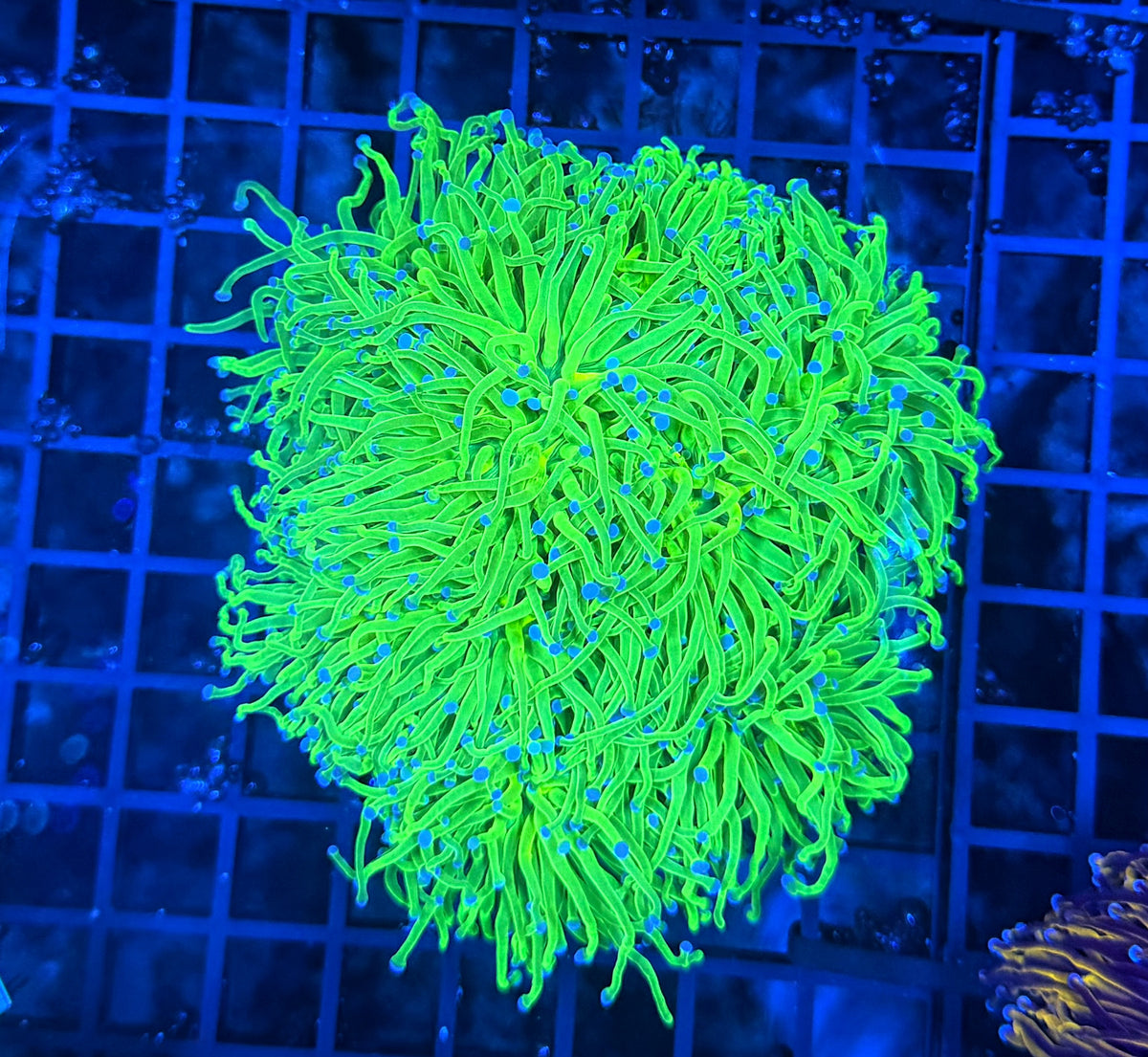 Indo green cuttable 4-8+ heads colony