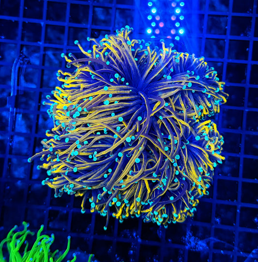 Indo full gold colony cuttable 4-8+ colony