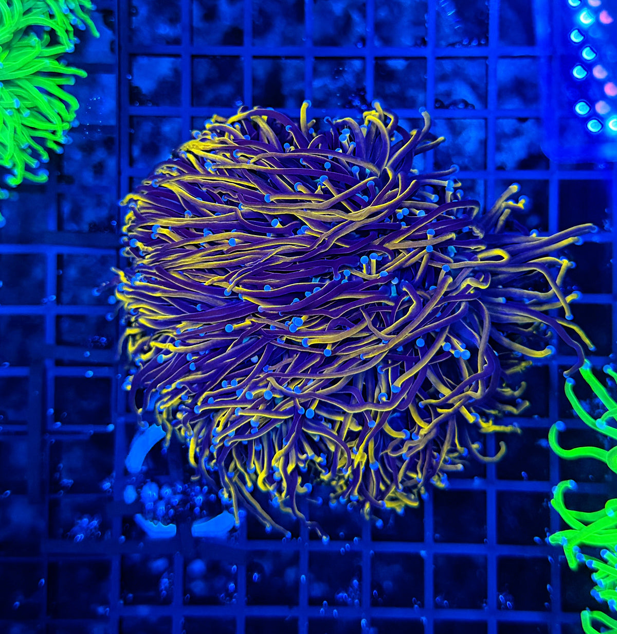 24k / NYK cuttable 4-8+ heads colony