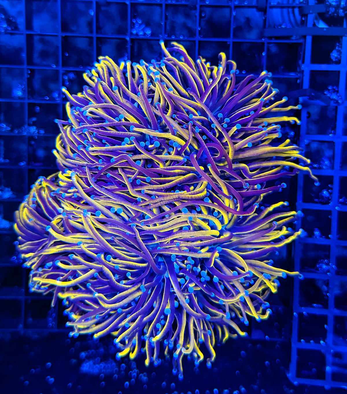 24k / NYK cuttable 4-8+ heads colony