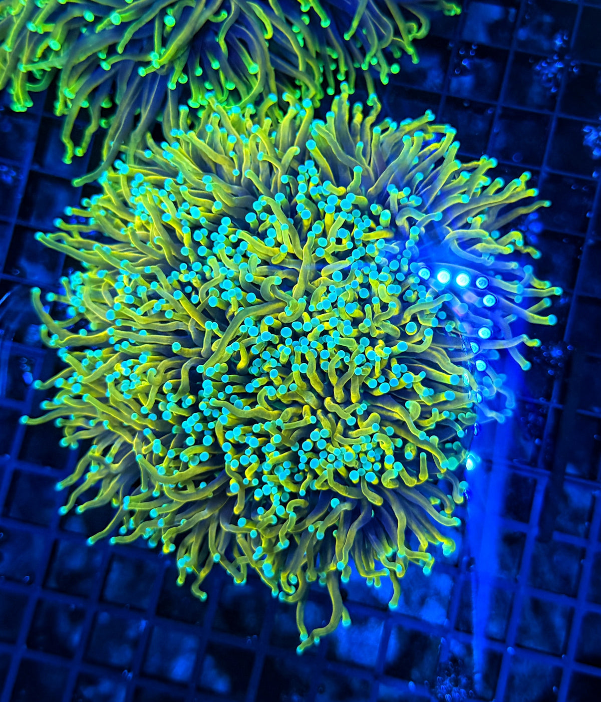 Indo gold cuttable 6-12+ heads colony large