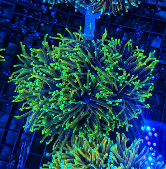 DS cuttable 4-8+ heads colony