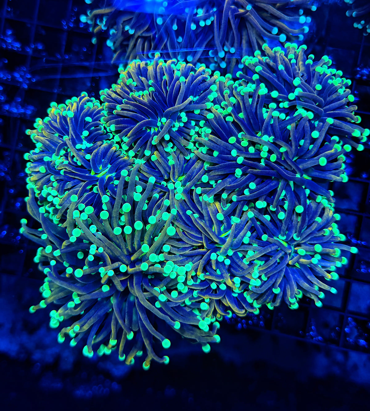 Indo gold type colony