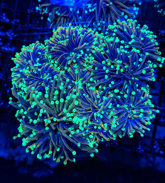 Indo gold type colony