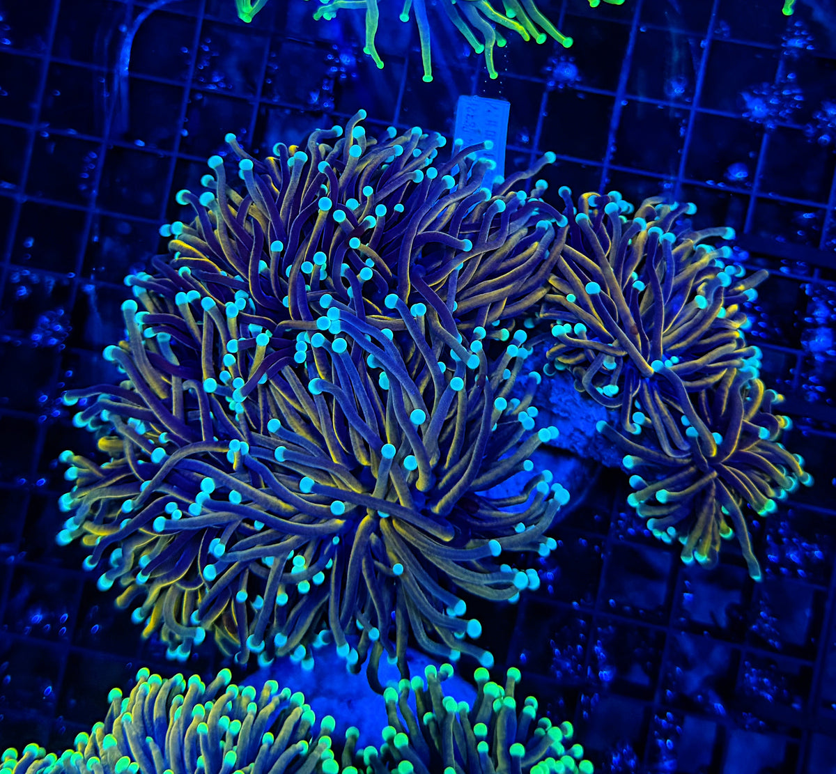 Indo gold dark type colony