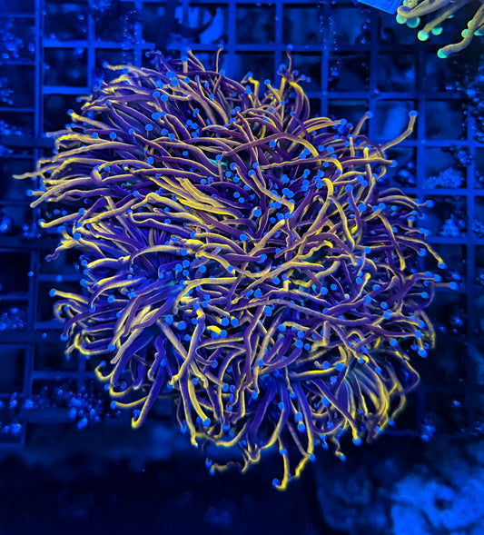 24k / NYK cuttable 4-8+ heads colony