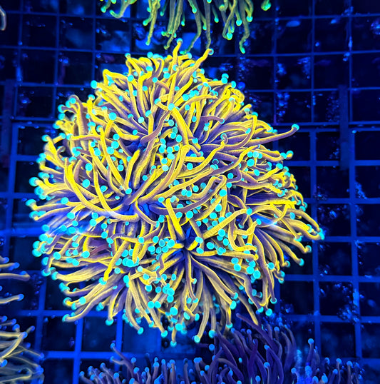 Indo full gold colony cuttable 4-8+ colony