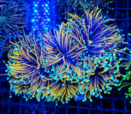 Indo full gold colony cuttable 4-8+ colony