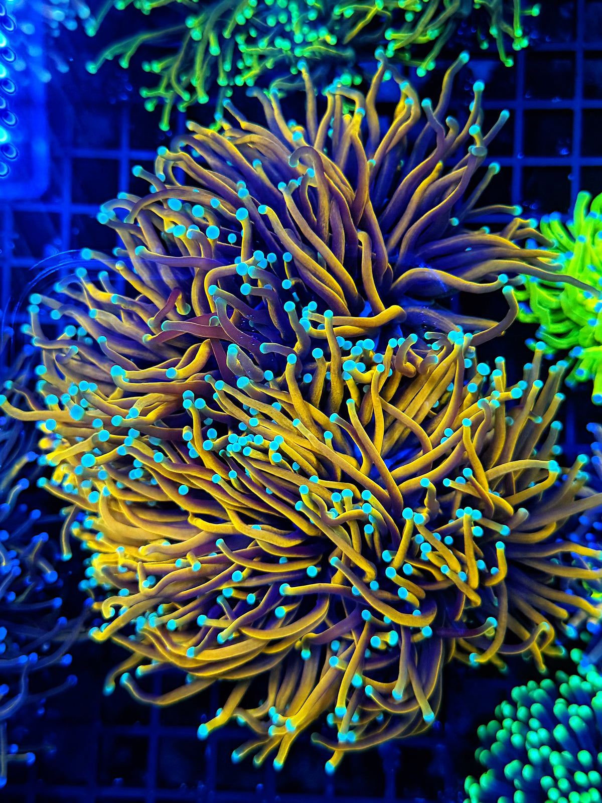 Indo full gold colony cuttable 4-8+ colony
