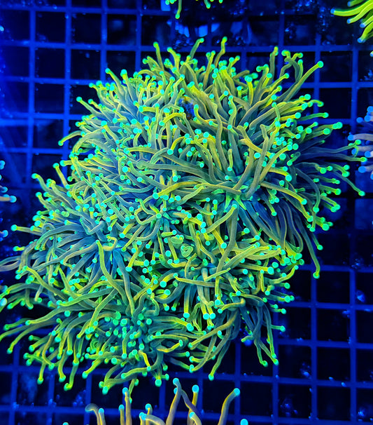 Fire fly large colony cuttable 6-12+ heads