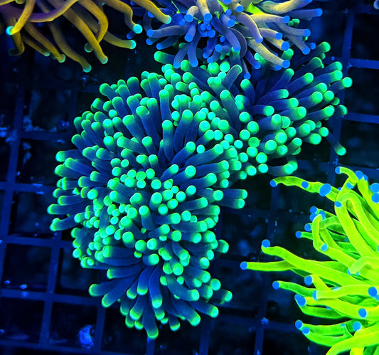 Neon tip large