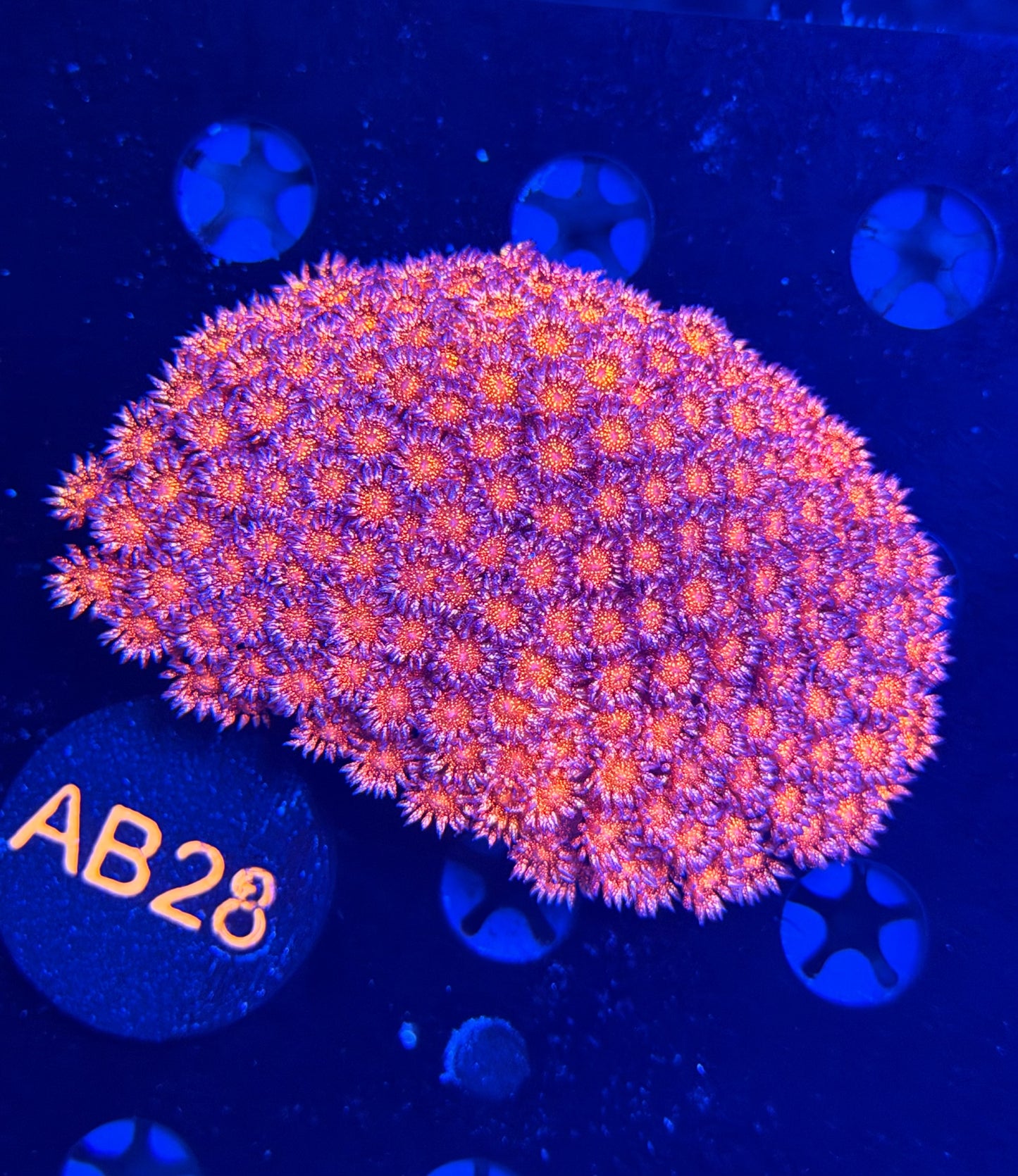 Red glitter Goni colony L