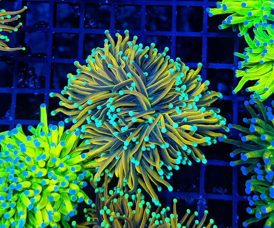 Indo gold large