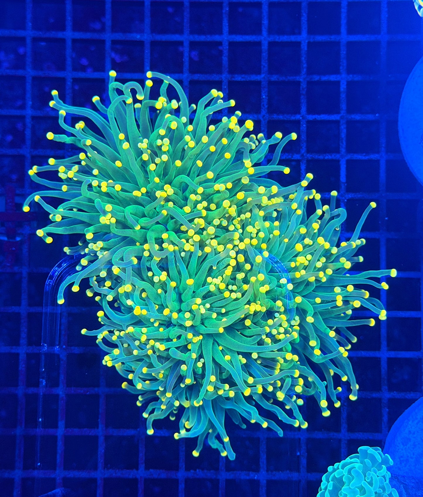 Malay yellow tip colony