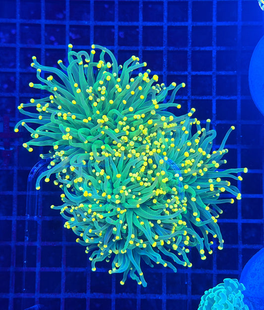 Malay yellow tip colony
