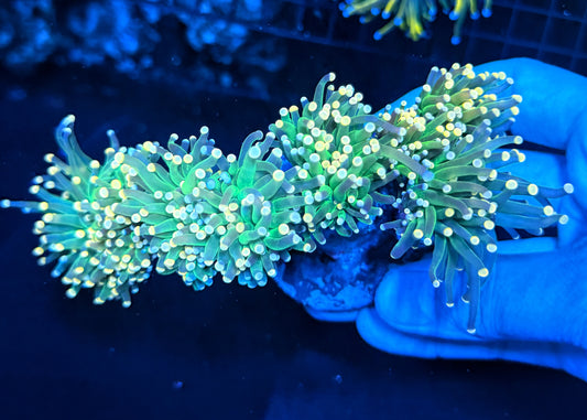 Indo green Colony cuttable 4-8+ heads