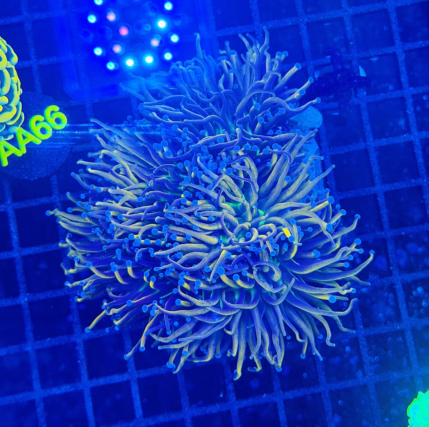 Indo gold green mouth colony