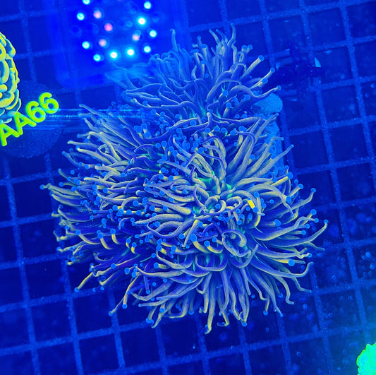 Indo gold green mouth colony