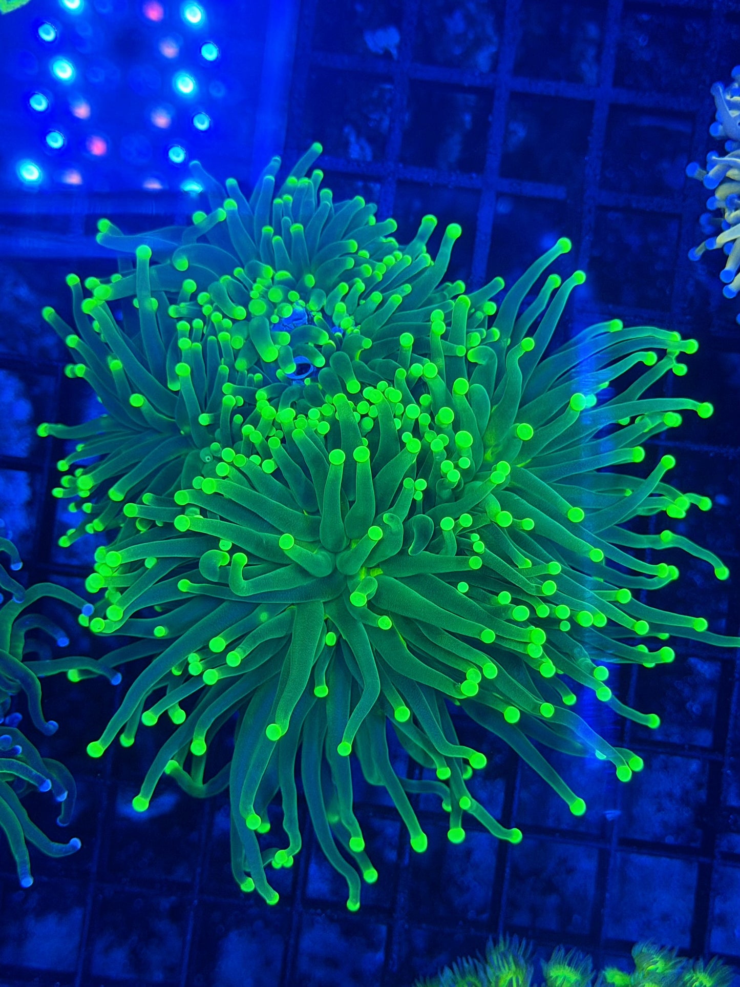 Malay SP torch colony (barnacle one head)