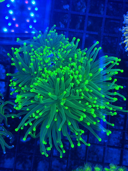 Malay SP torch colony (barnacle one head)