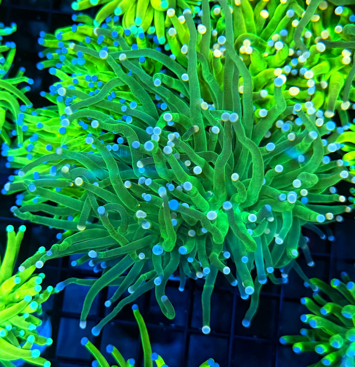 Indo green
