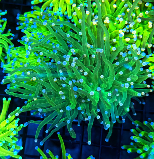 Indo green