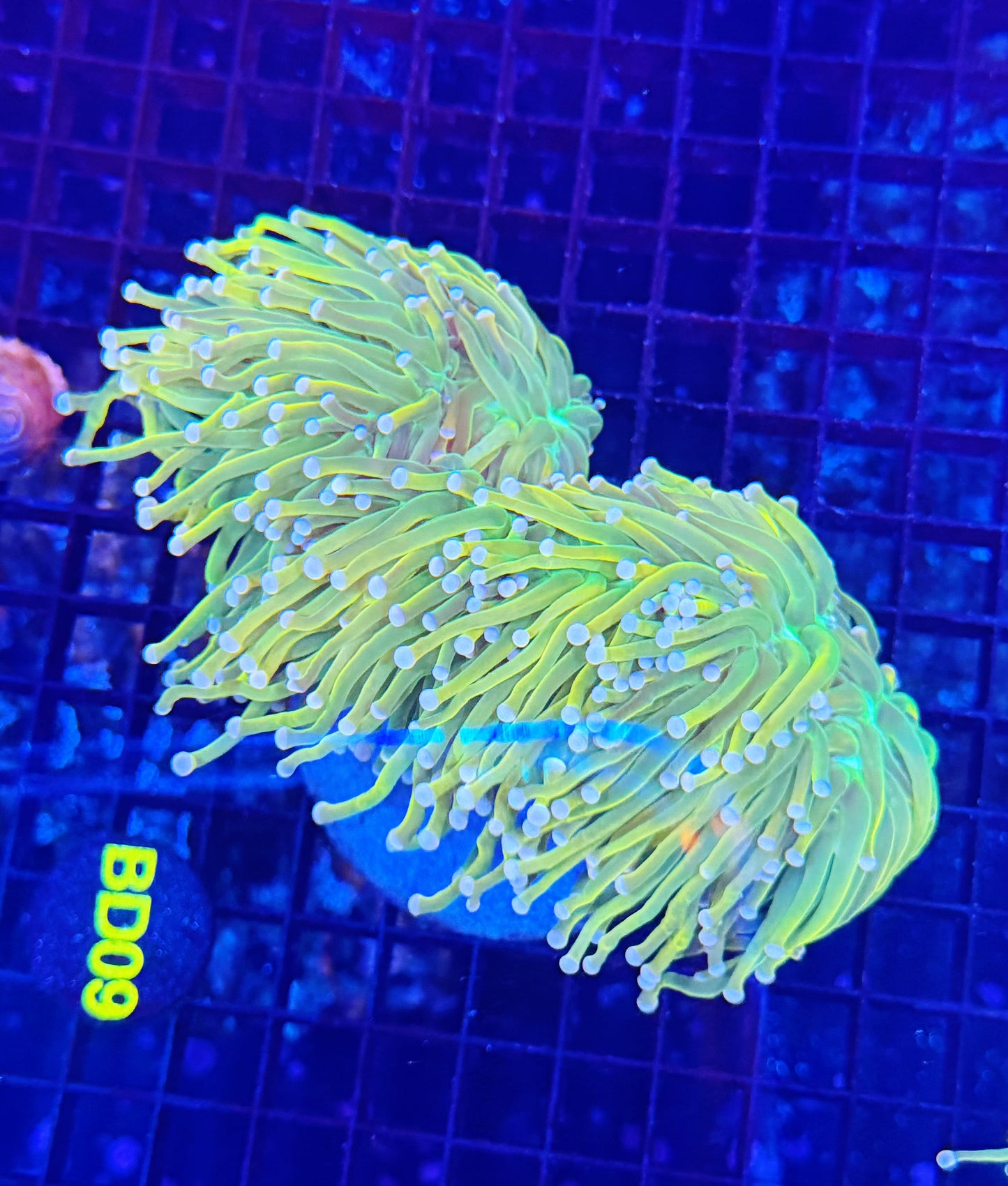 Malay hg 5+ heads colony