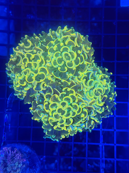 Malay fat head hammer colony