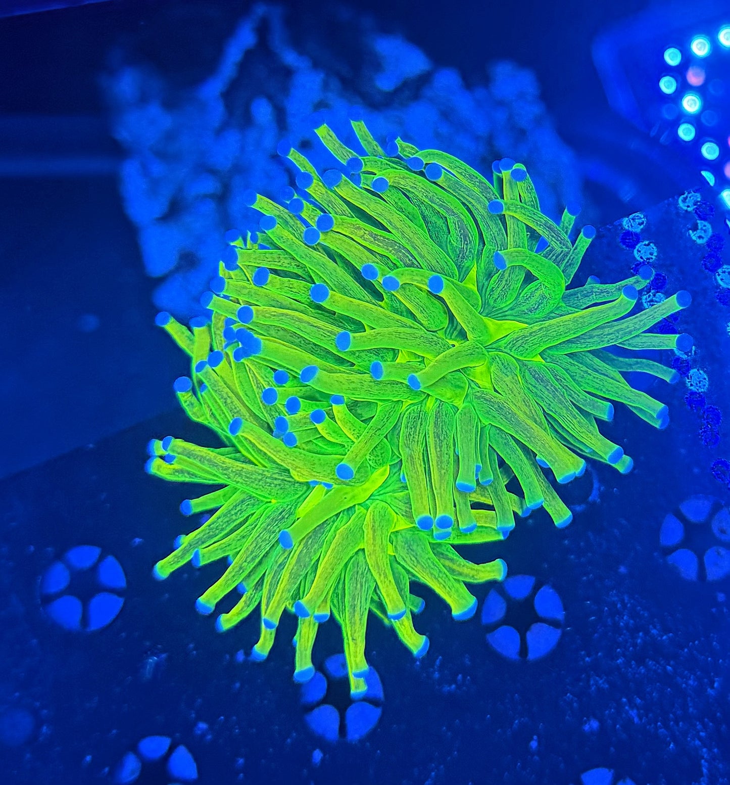 Glitter OG hg xl