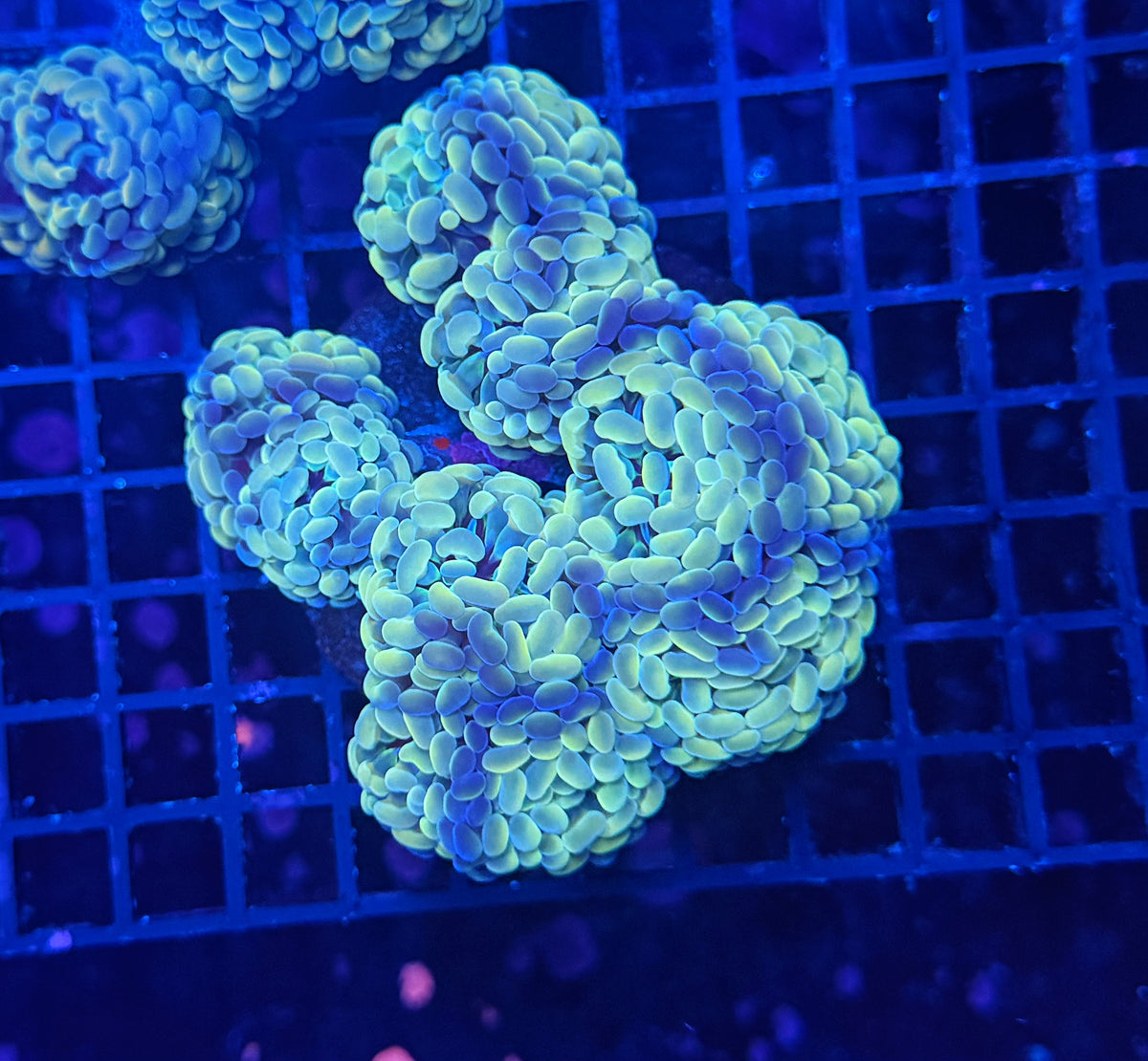 SP hammer Colony
