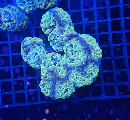 SP hammer Colony