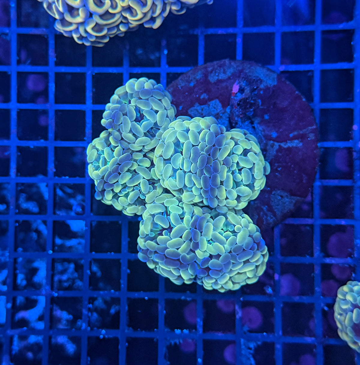 SP hammer Colony
