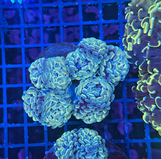 SP hammer Colony