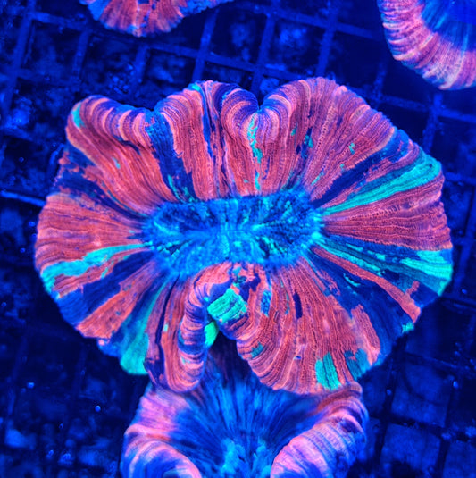 Rainbow trachy