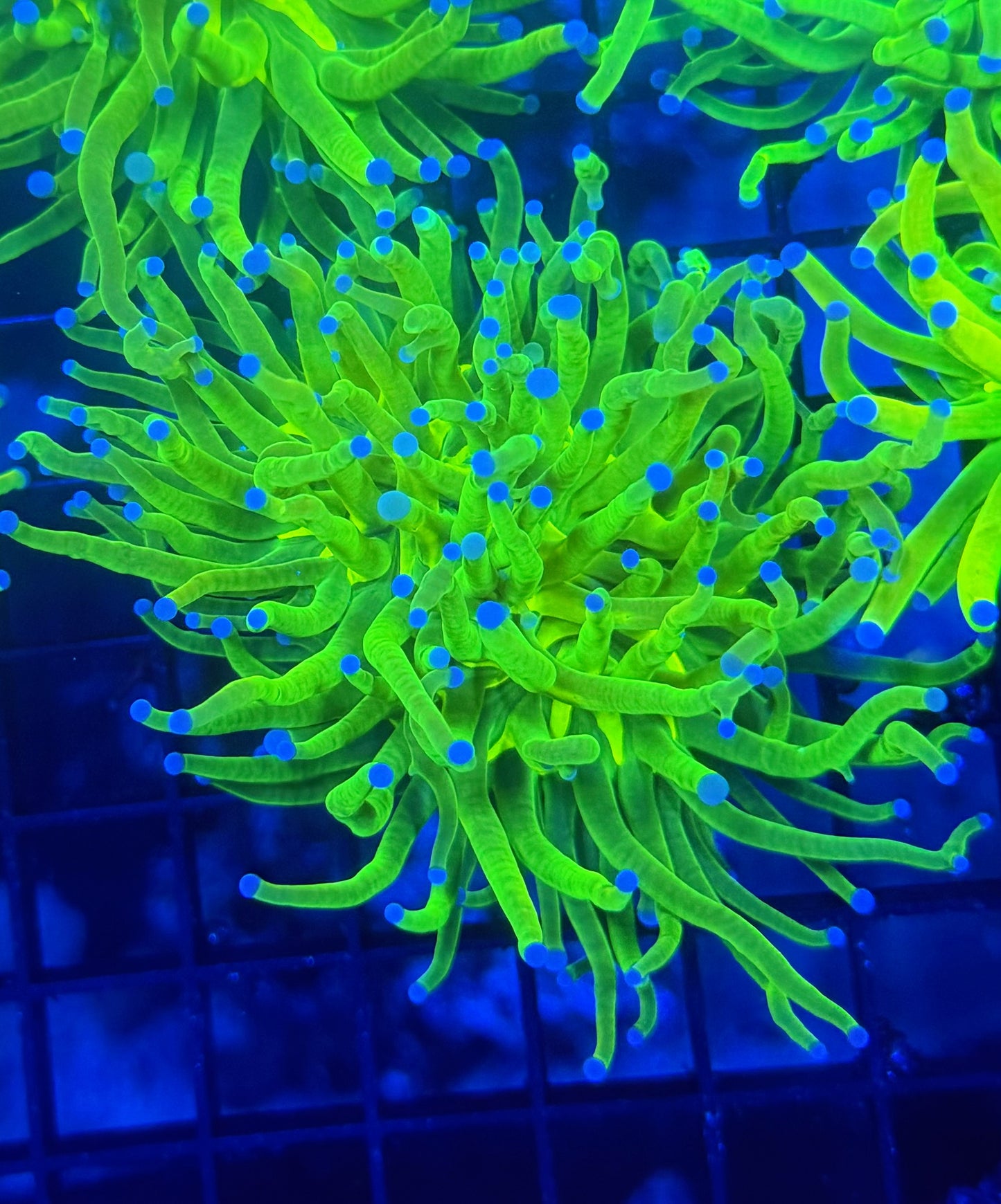 OG HG L