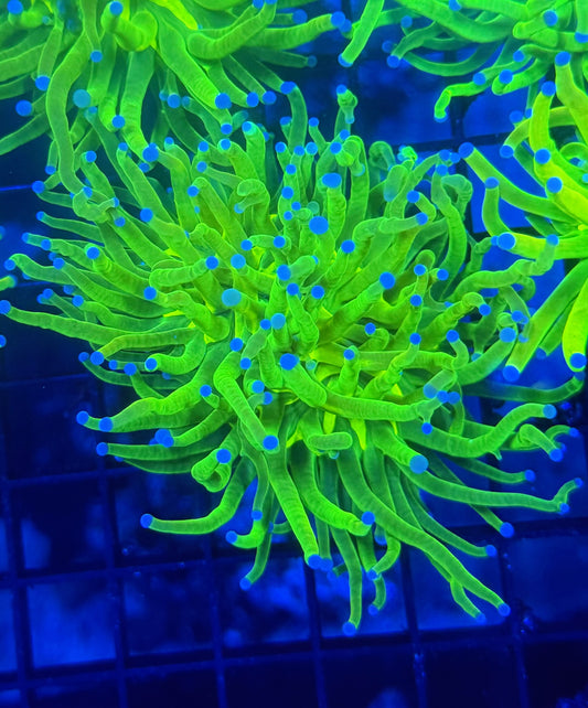 OG HG L