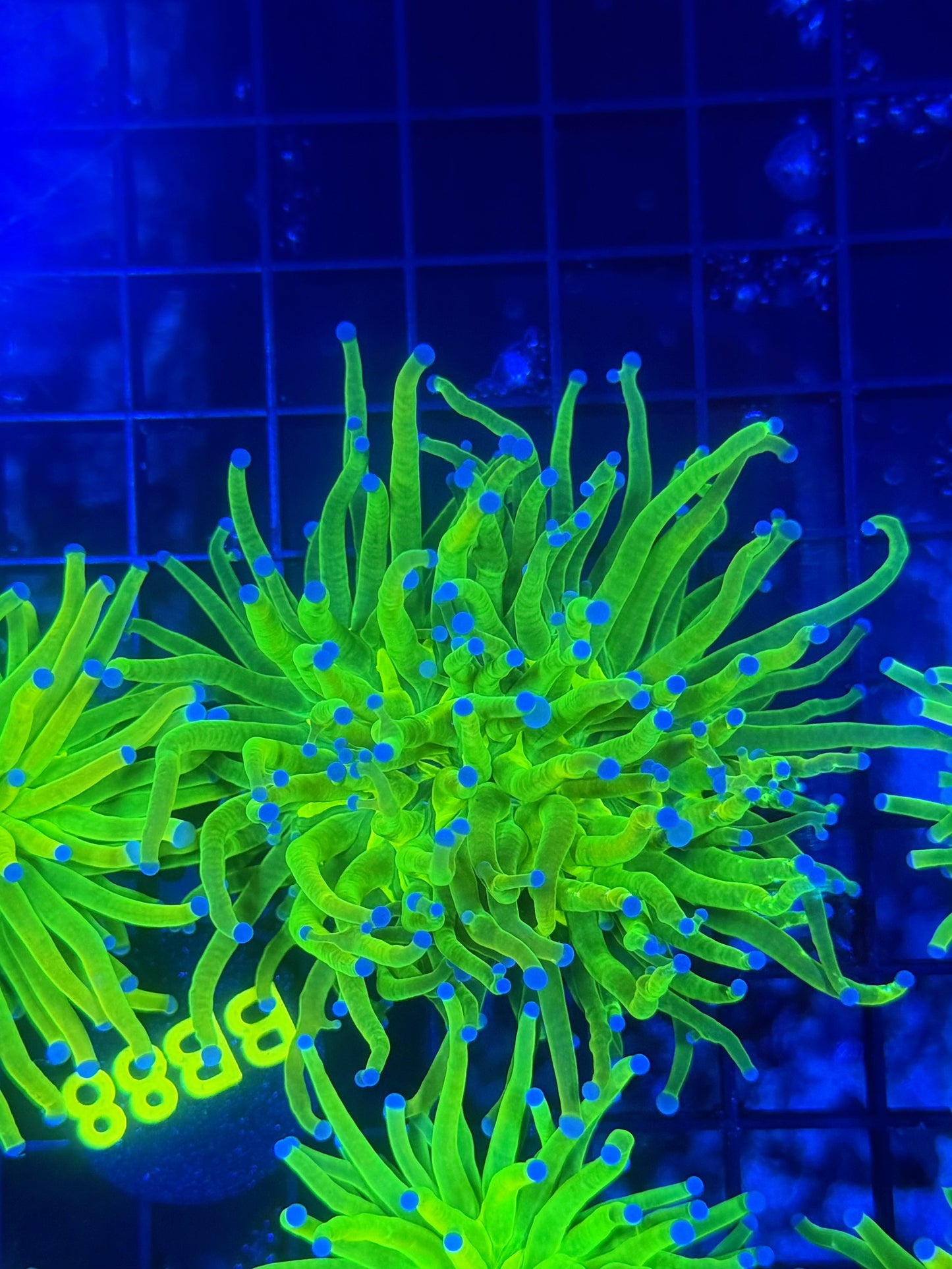 OG HG L