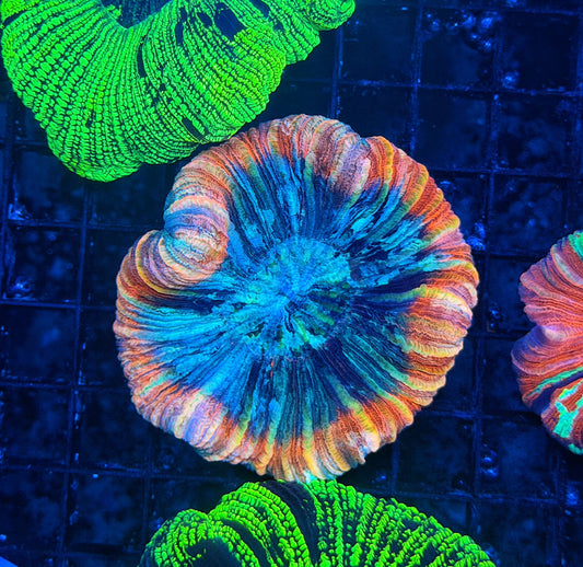 Rainbow trachy